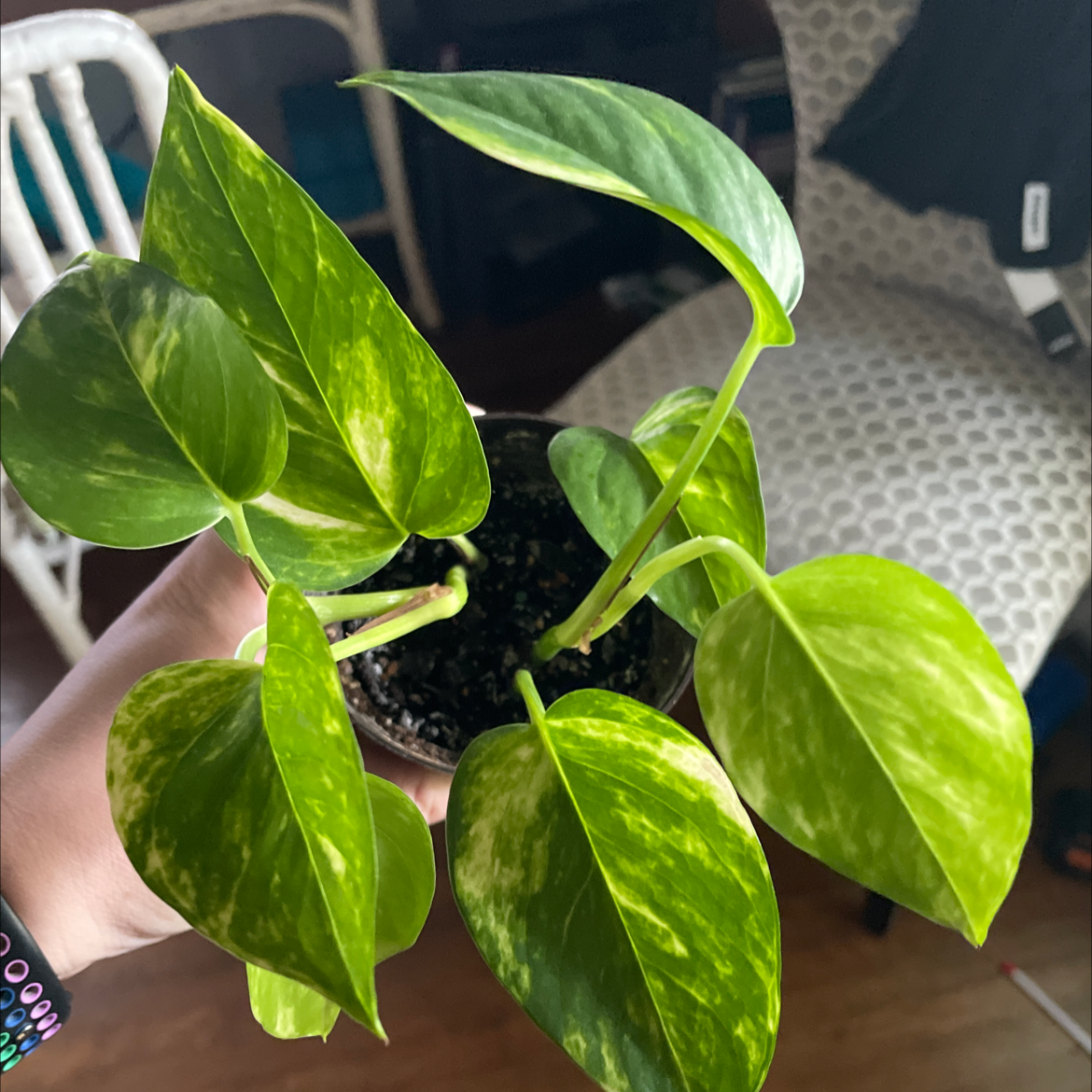 Taro Vine plant photo by @egotopia named Epipremnum aureum on Greg, the plant care app.