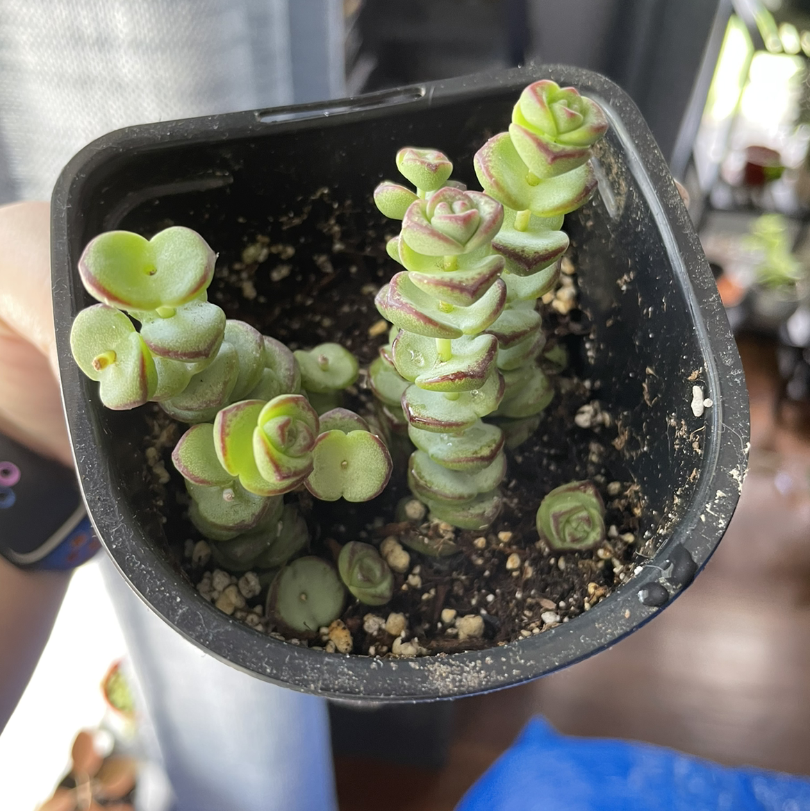 Crassula rupestris plant in a black pot with healthy green and red-edged leaves.