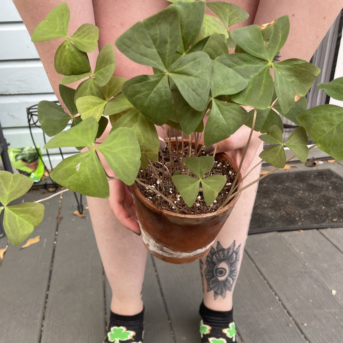 Common Yellow Woodsorrel plant photo by @egotopia named Oxalis triangularis on Greg, the plant care app.