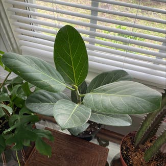 Audrey Ficus plant in Jacksonville, Florida