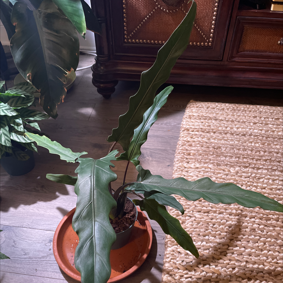 Indoor plant with long, wavy leaves in a pot on a saucer. Background includes other plants and furniture.