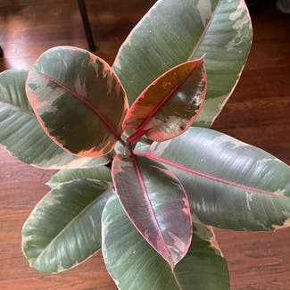 Ficus 'Ruby' plant in Jacksonville, Florida