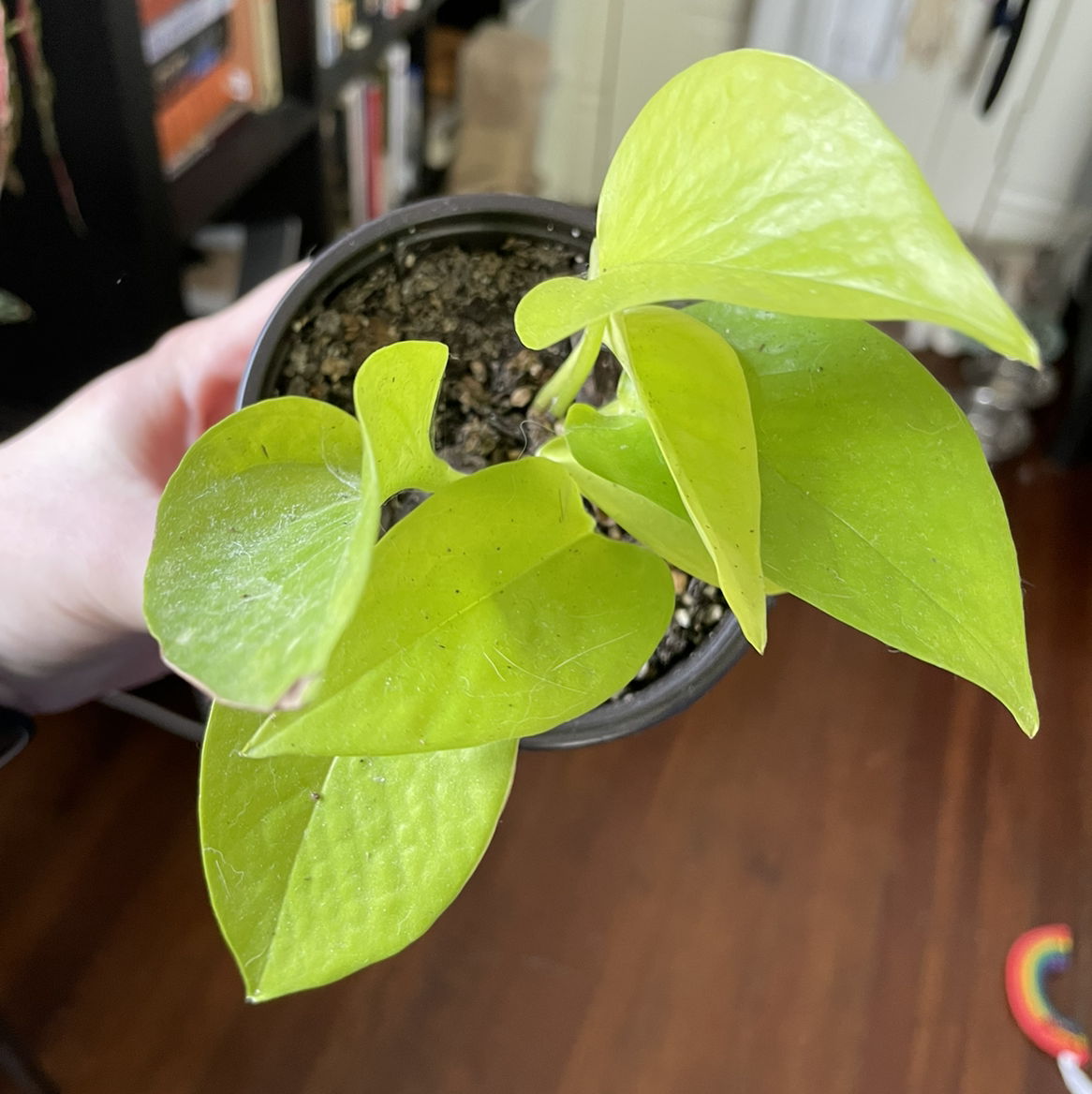 Neon Pothos plant photo by @egotopia named Epipremnum aureum ‘Neon’ on Greg, the plant care app.