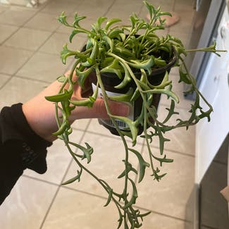 String of Dolphins plant in Jacksonville, Florida