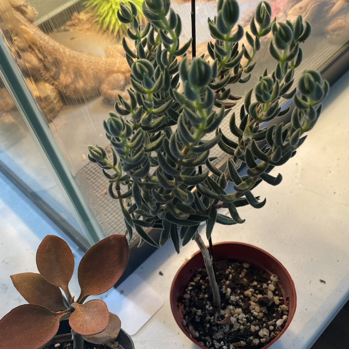 Crassula mesembryanthemoides plant in a pot with visible soil, well-framed and in focus.