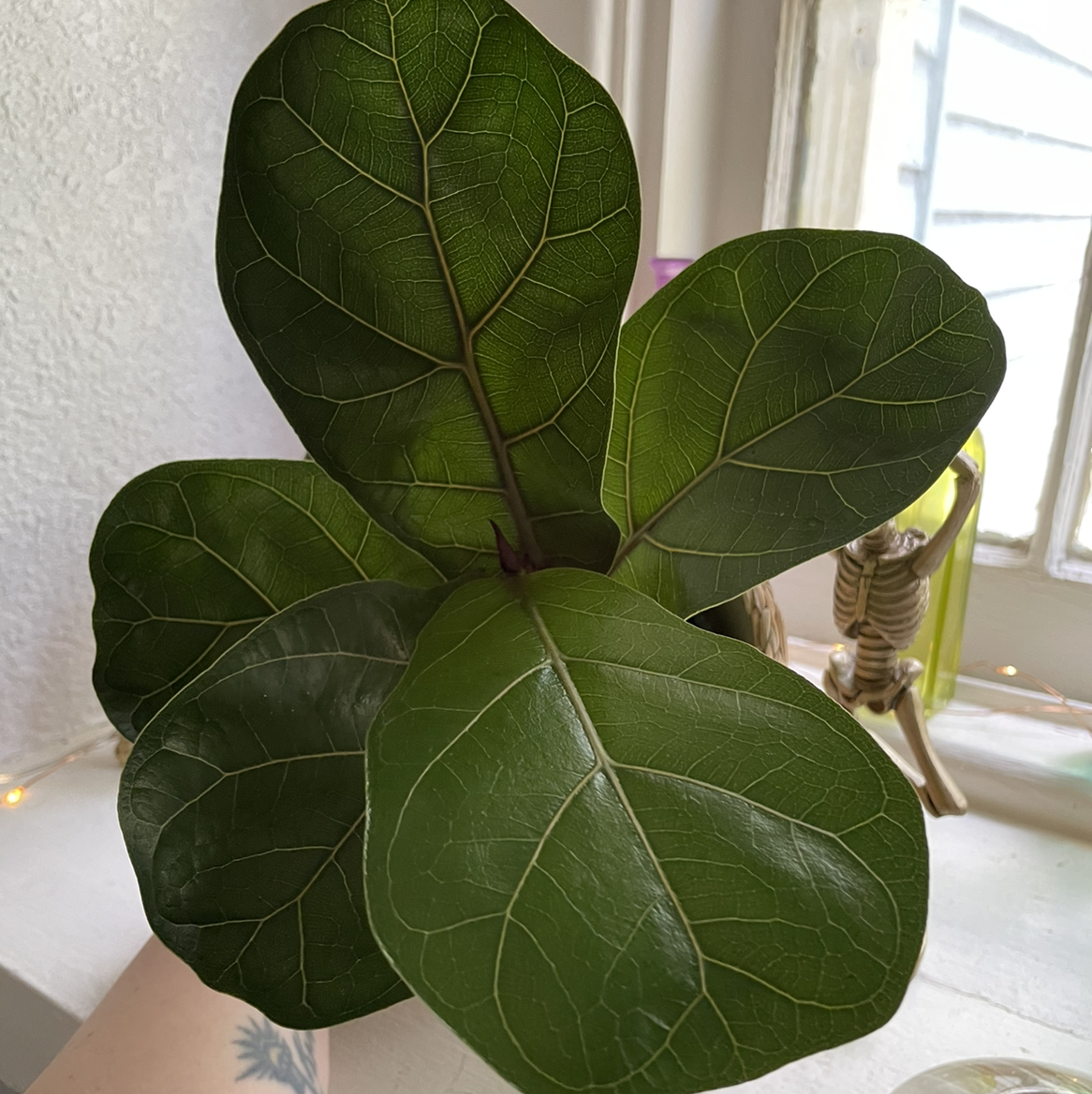 Fiddle Leaf Fig plant photo by @egotopia named Figlet on Greg, the plant care app.