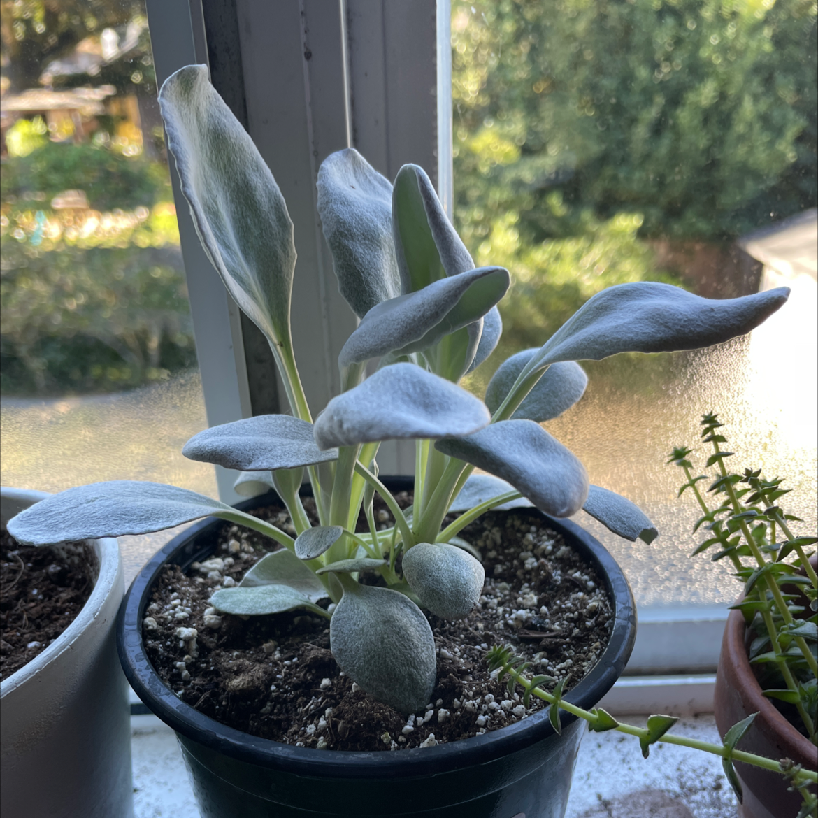 Potted Angel Wings Senecio plant on a windowsill with silvery, velvety leaves.