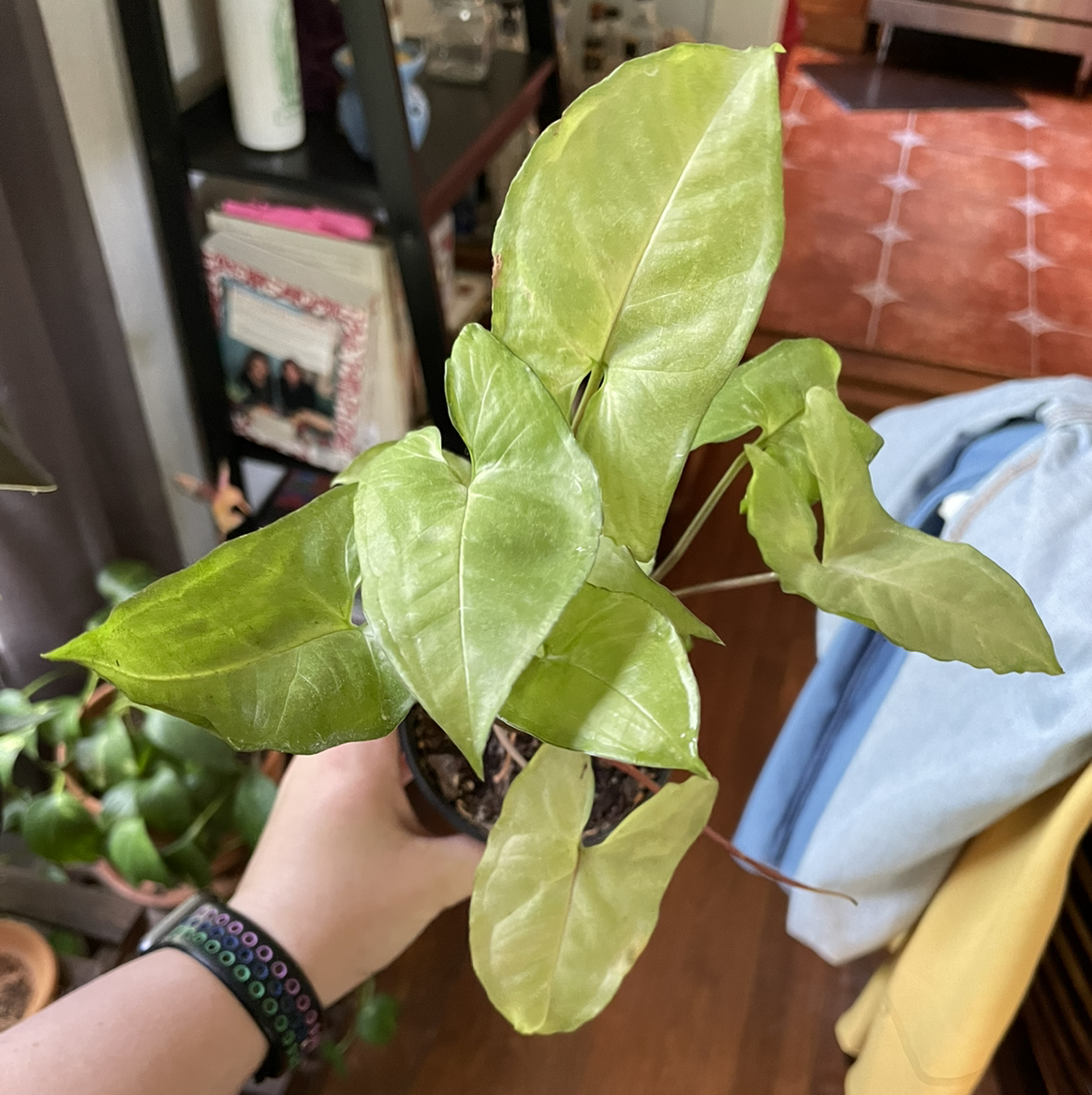 Red Heart plant photo by @egotopia named Syngonium podophyllum on Greg, the plant care app.