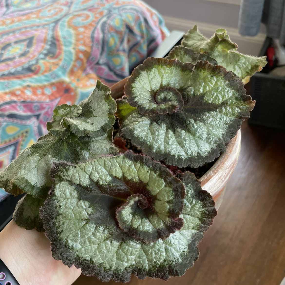 Rex Begonia plant photo by @egotopia named Escargot on Greg, the plant care app.