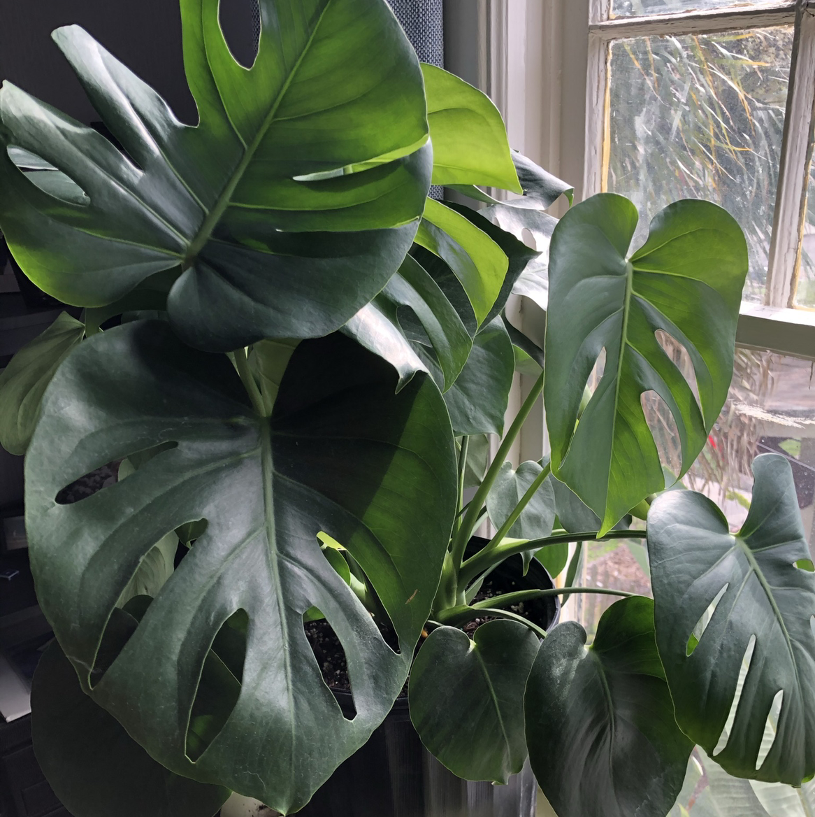 Monstera plant photo by @egotopia named Monstera deliciosa on Greg, the plant care app.