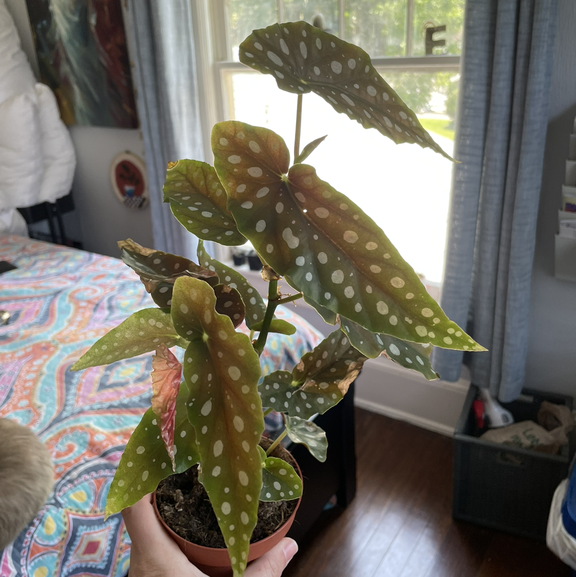 Polka Dot Begonia plant photo by @egotopia named Begonia maculata wightii on Greg, the plant care app.