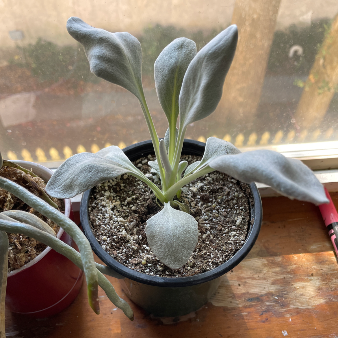 Potted Angel Wings Senecio plant with visible soil, well-framed and in focus.