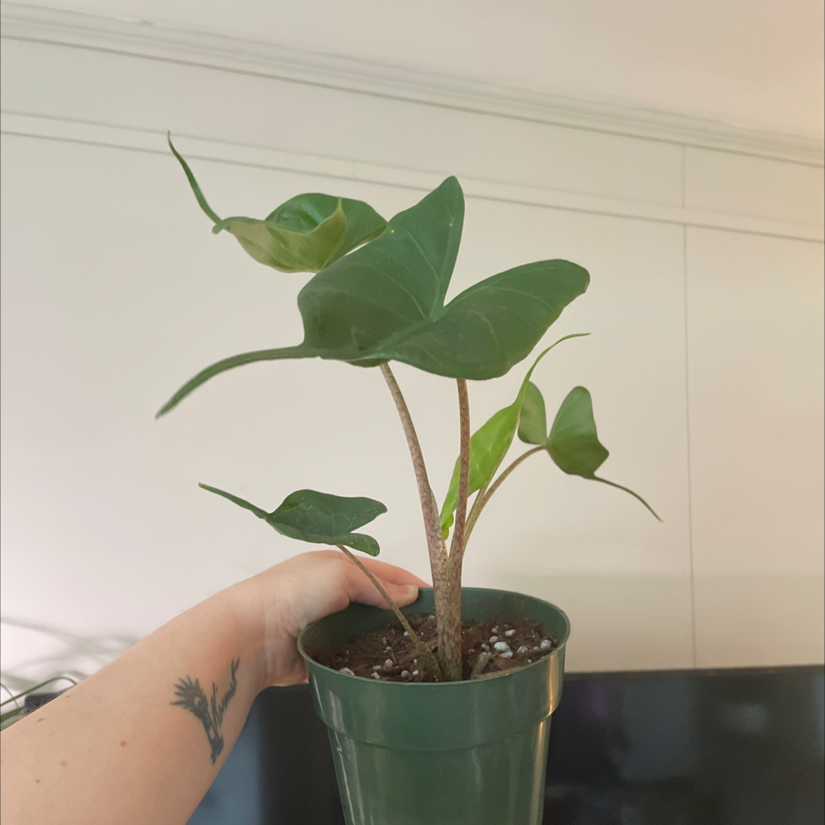 Stingray Elephant Ear plant in a green pot held by a hand, with visible soil.
