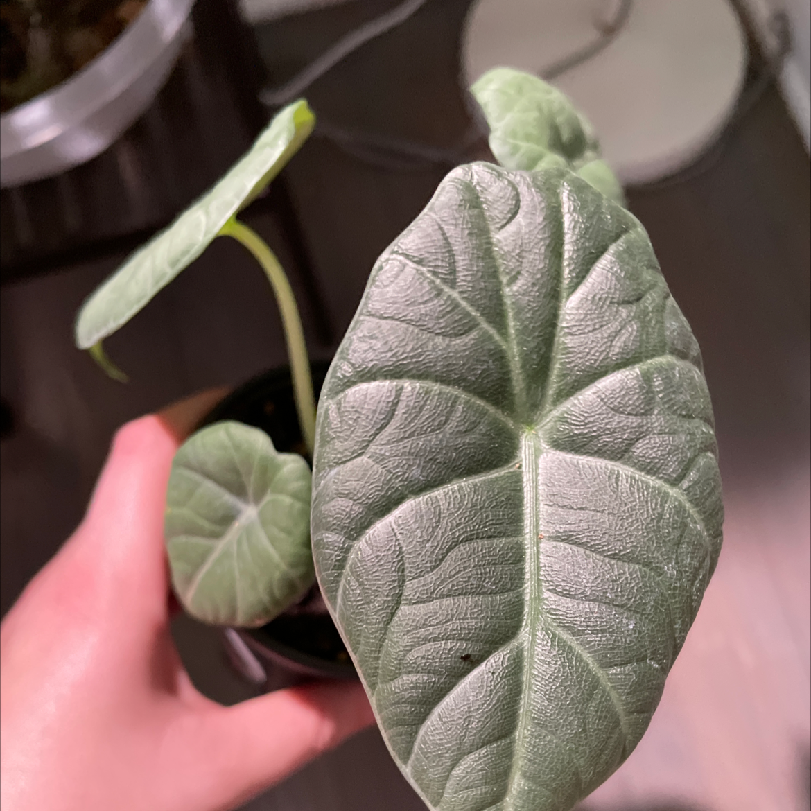 Close-up of an Alocasia 'Maharani' plant with healthy leaves.