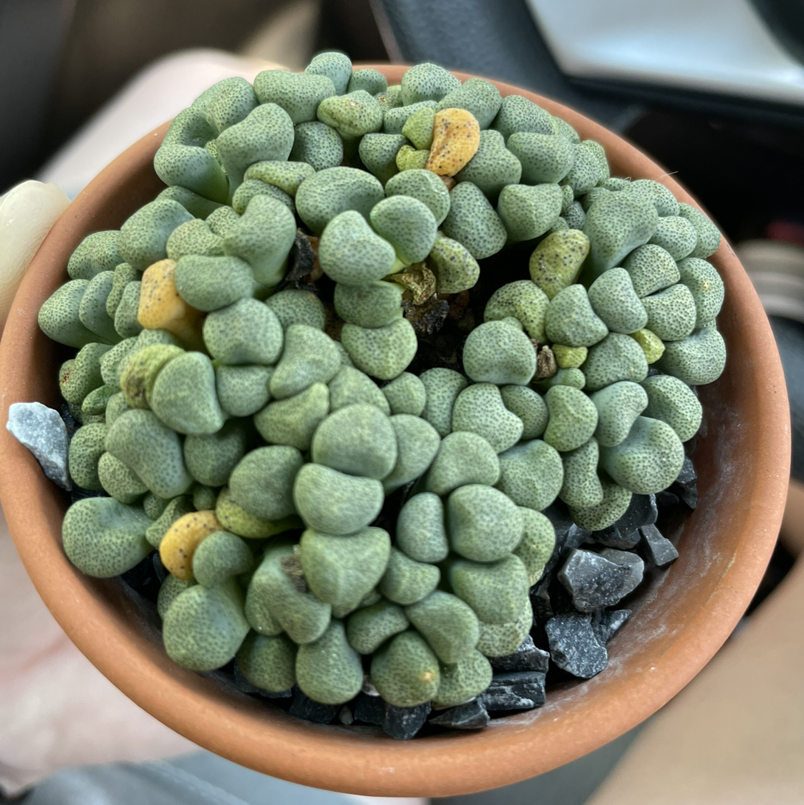 Photo of the plant species Living Stone by @egotopia named Aloinopsis schooneesii on Greg, the plant care app