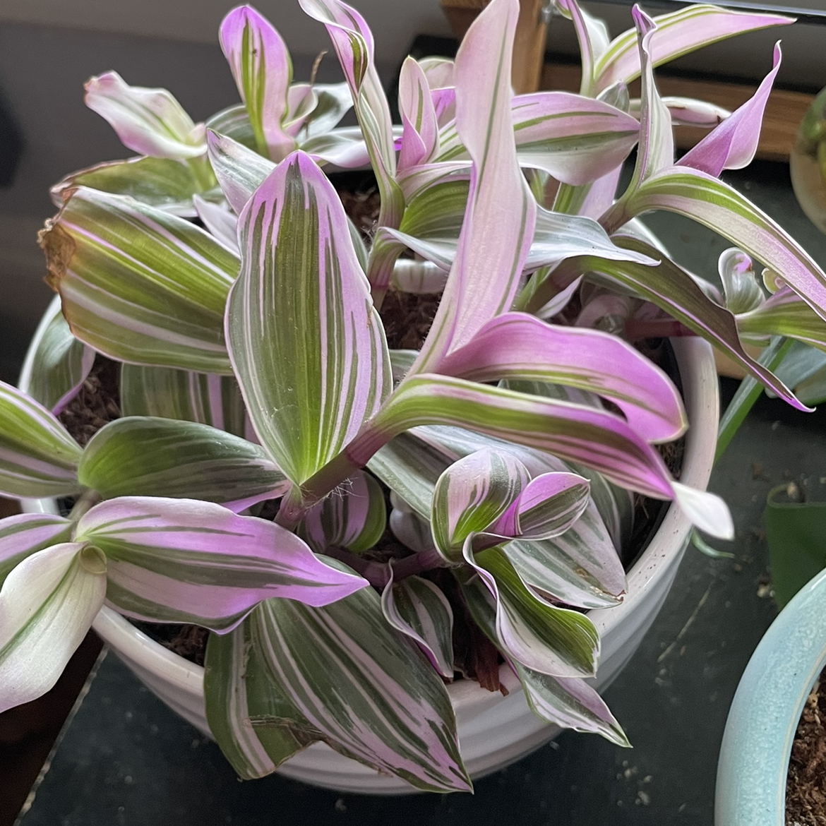 Tradescantia Nanouk plant photo by @egotopia named Tradescantia albiflora ‘nanouk’ on Greg, the plant care app.