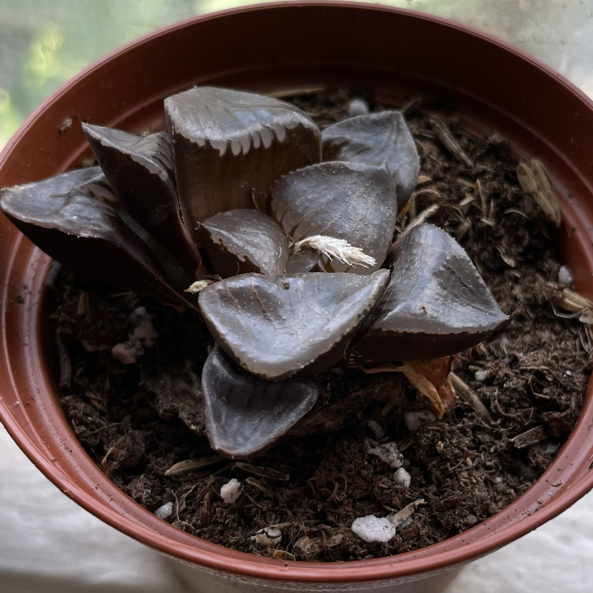 Photo of the plant species Haworthia mutica by @egotopia named Haworthia mutica on Greg, the plant care app