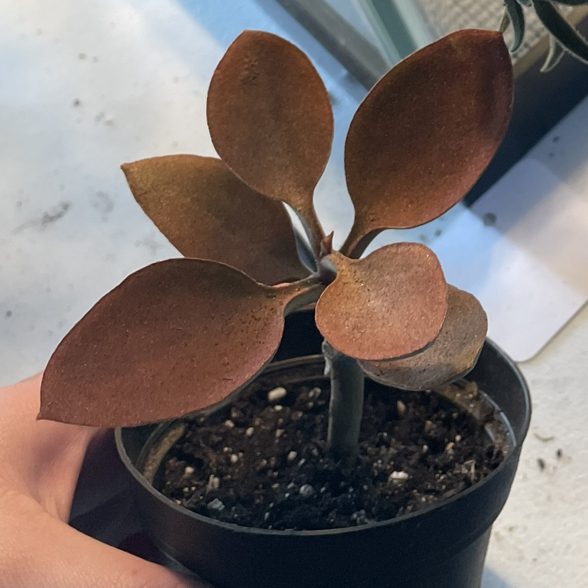 Photo of the plant species Copper Spoons by @egotopia named Copper Spoons on Greg, the plant care app