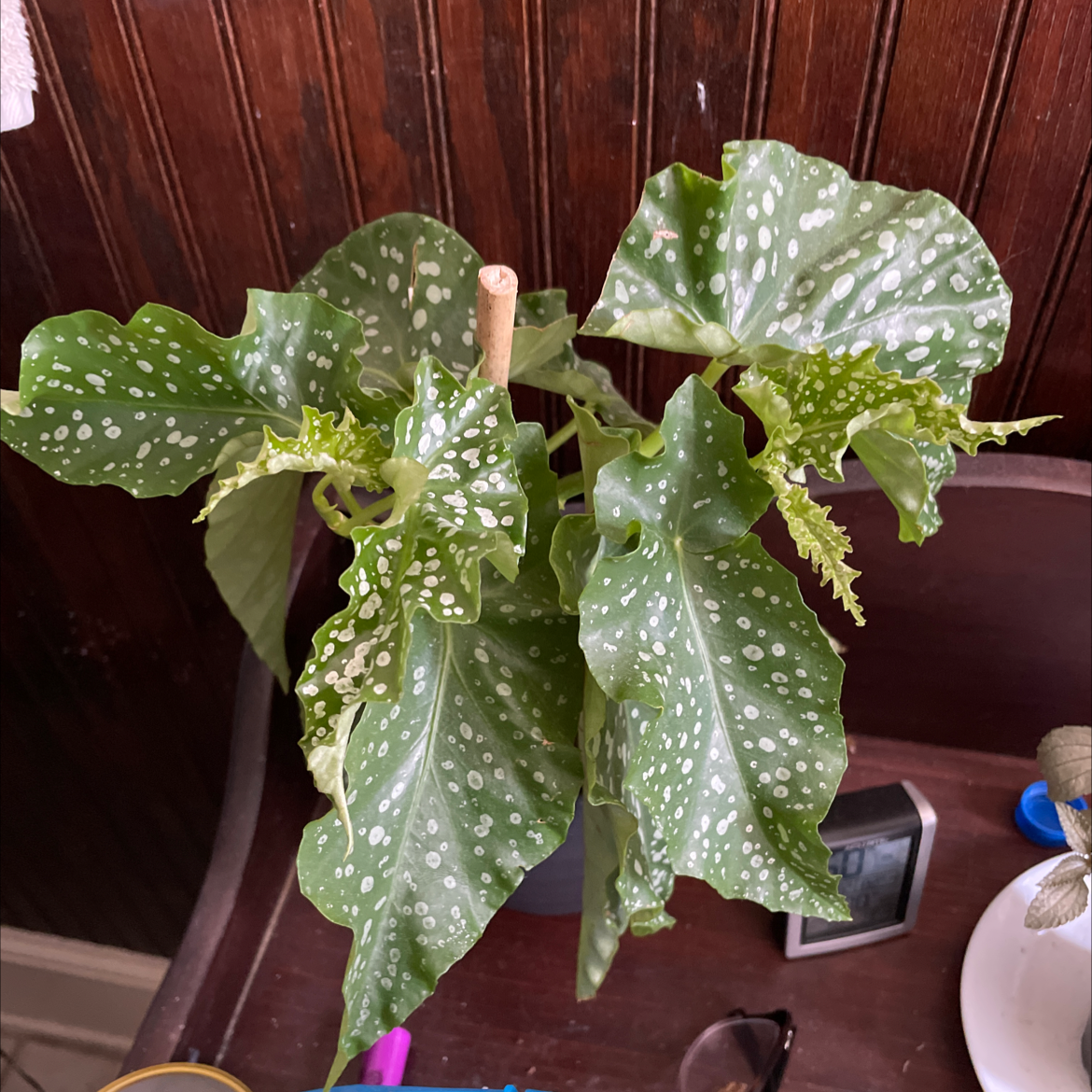 Polka Dot Begonia plant photo by @egotopia named Begonia ‘Amelia’ on Greg, the plant care app.