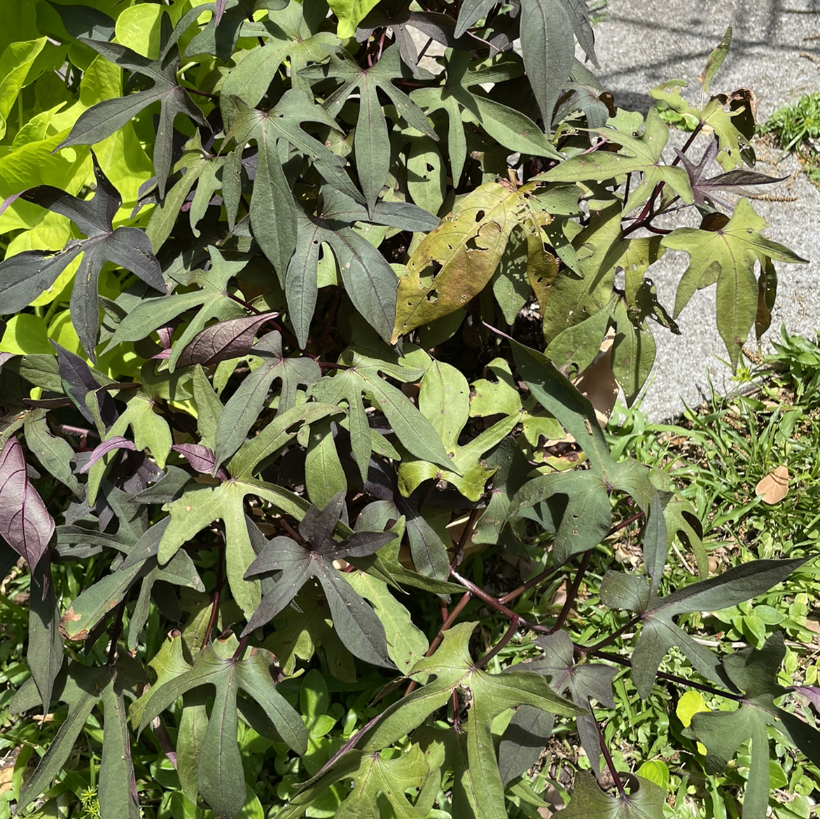 Plant care for Sierra false bindweed on Greg, the plant care app