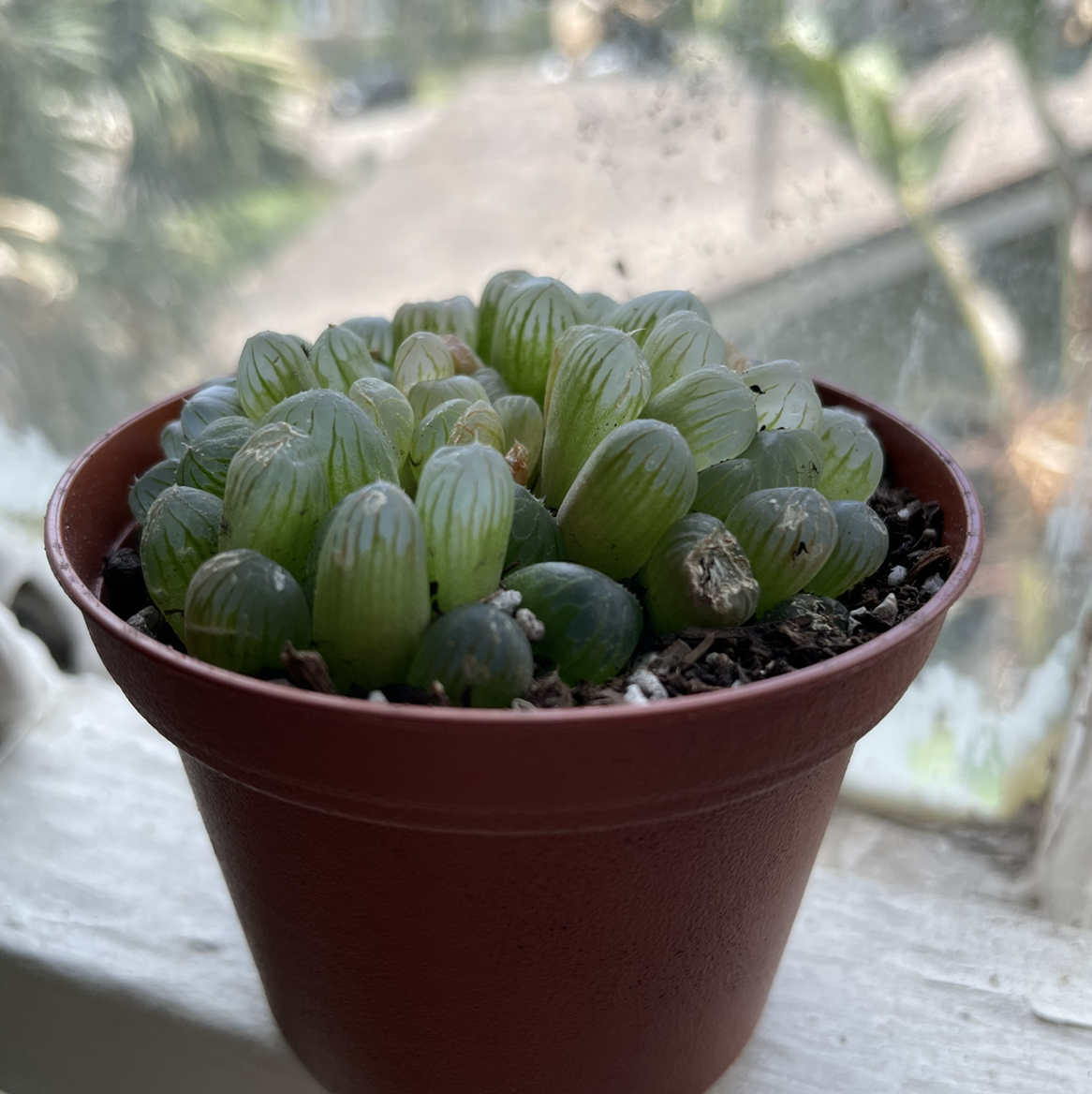 Photo of the plant species haworthia cooperi 'Truncata' by @egotopia named Haworthia cooperi var. truncata on Greg, the plant care app