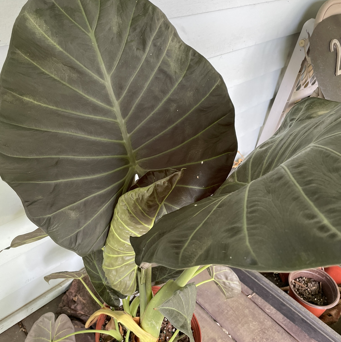 Photo of the plant species Alocasia 'Regal Shields' by @egotopia named Regal Shield on Greg, the plant care app