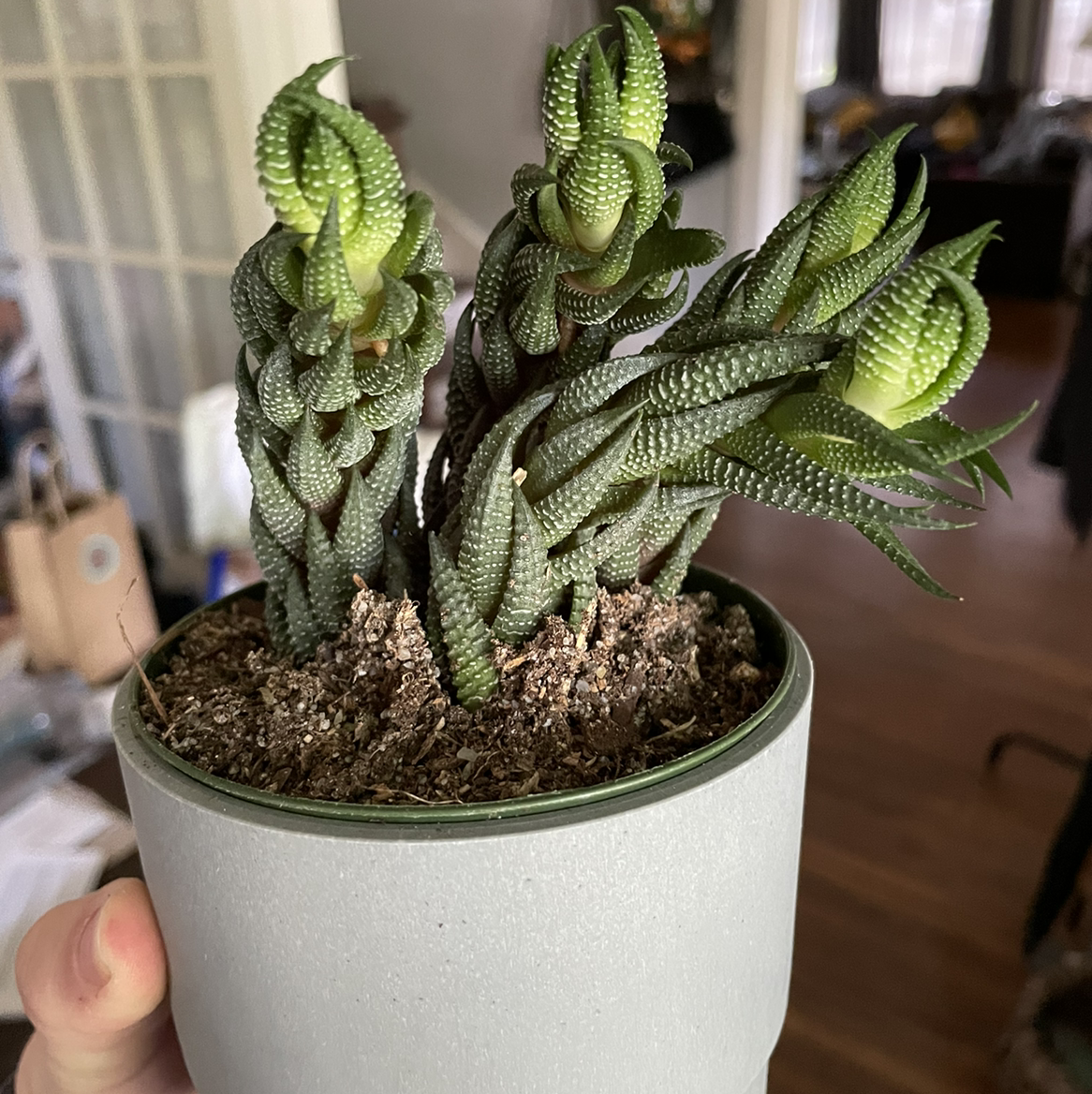 Zebra Plant plant photo by @egotopia named Haworthiopsis fasciata on Greg, the plant care app.