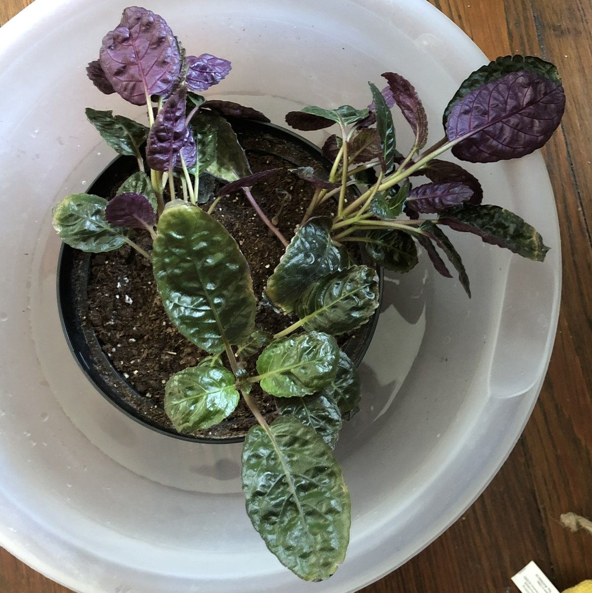 Waffle Plant plant photo by @egotopia named Waff on Greg, the plant care app.