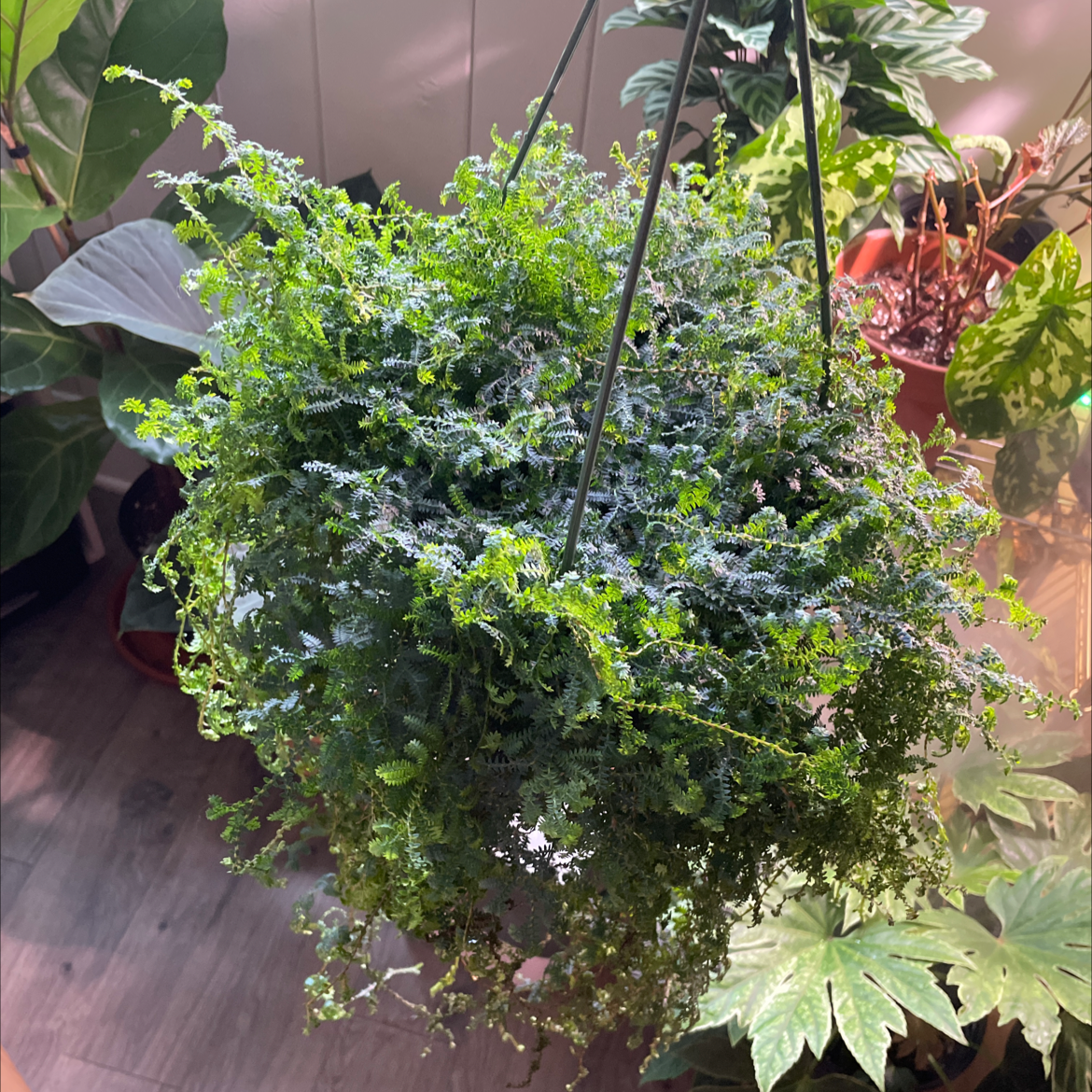 Hanging basket with healthy Rainbow moss or Peacock fern, surrounded by other plants.