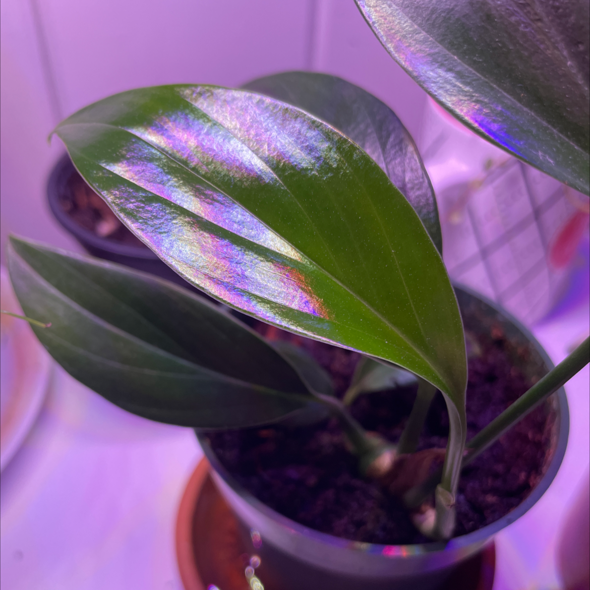 Photo of the plant species Rhaphidophora decursiva by @egotopia named Raphidophora decursiva on Greg, the plant care app