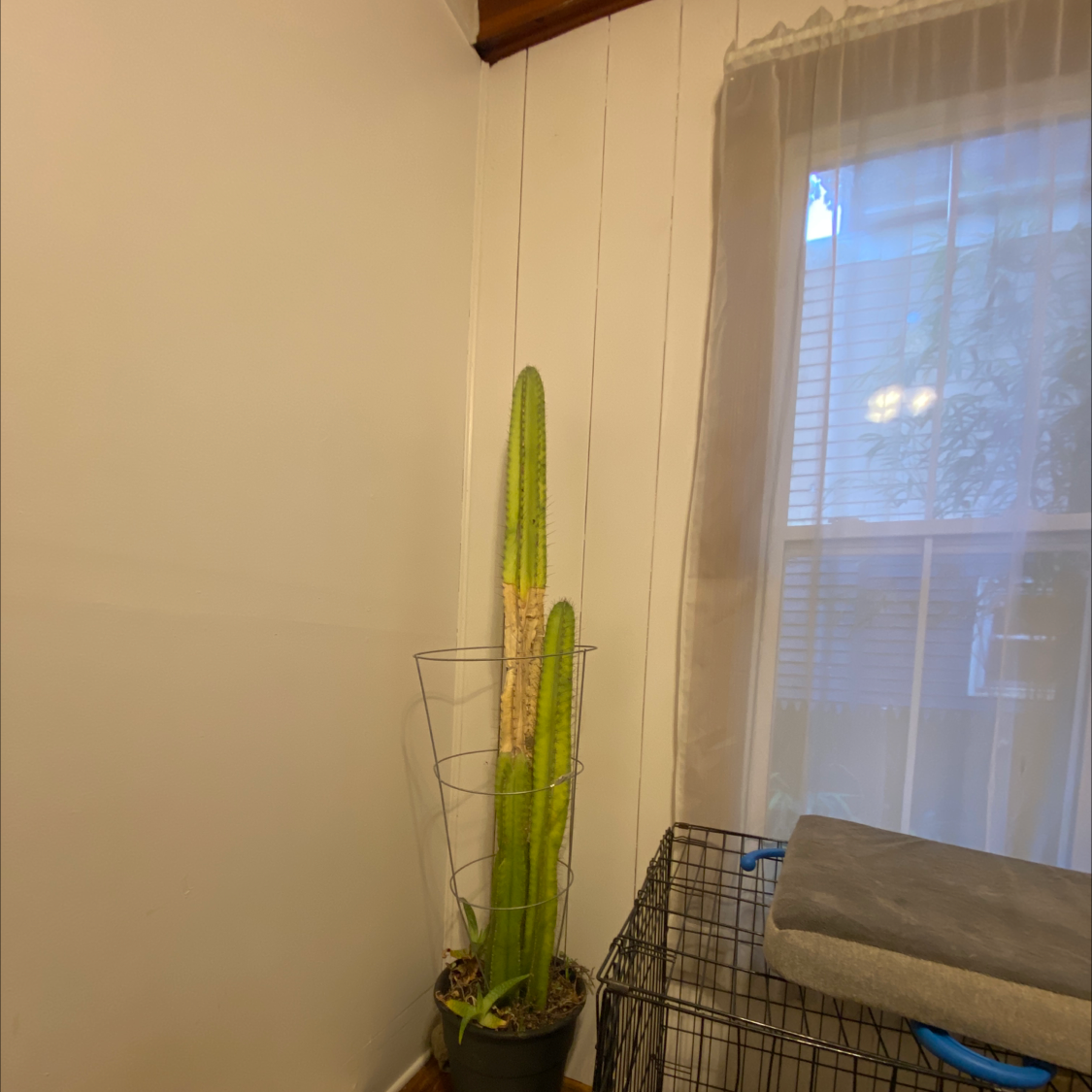 Night-Blooming Cereus plant indoors, tall and green, in a corner.
