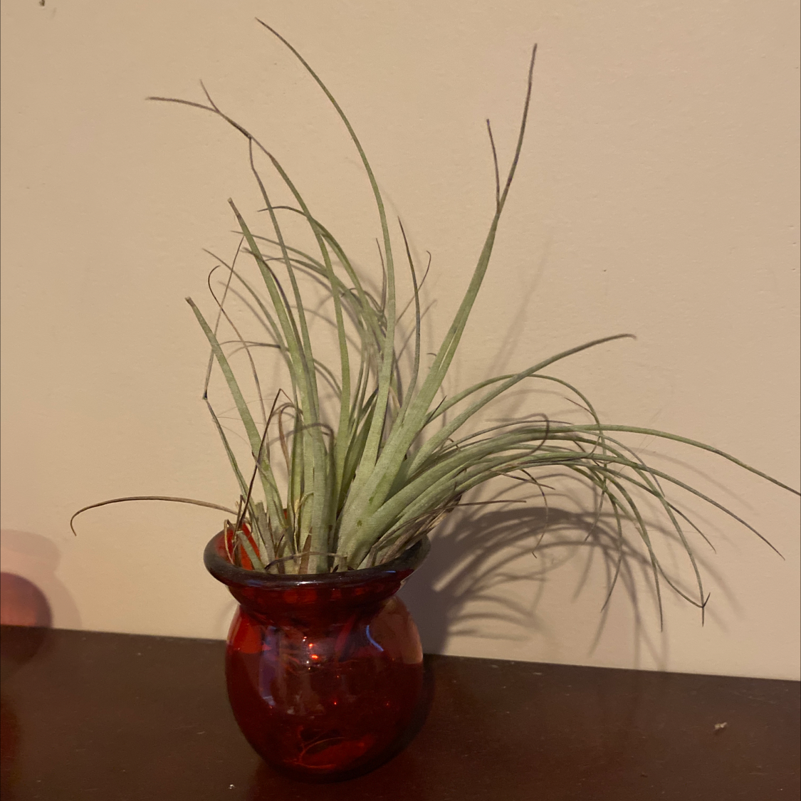 Fishbone Air Plant in a red glass container, healthy with green elongated leaves.