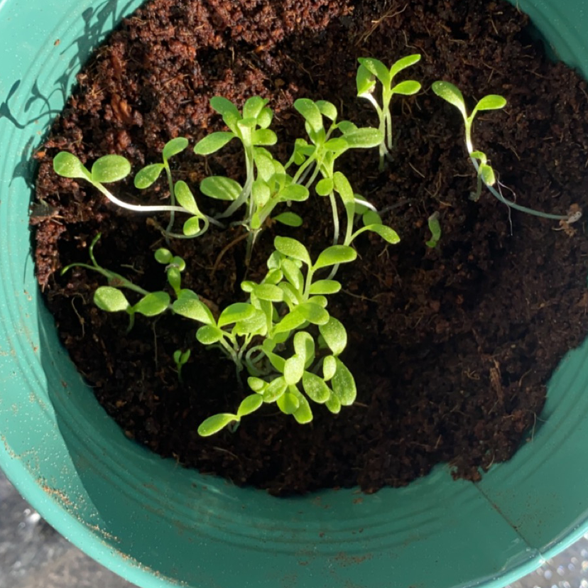 Photo of the plant species Daisy by @frankie named Drake on Greg, the plant care app