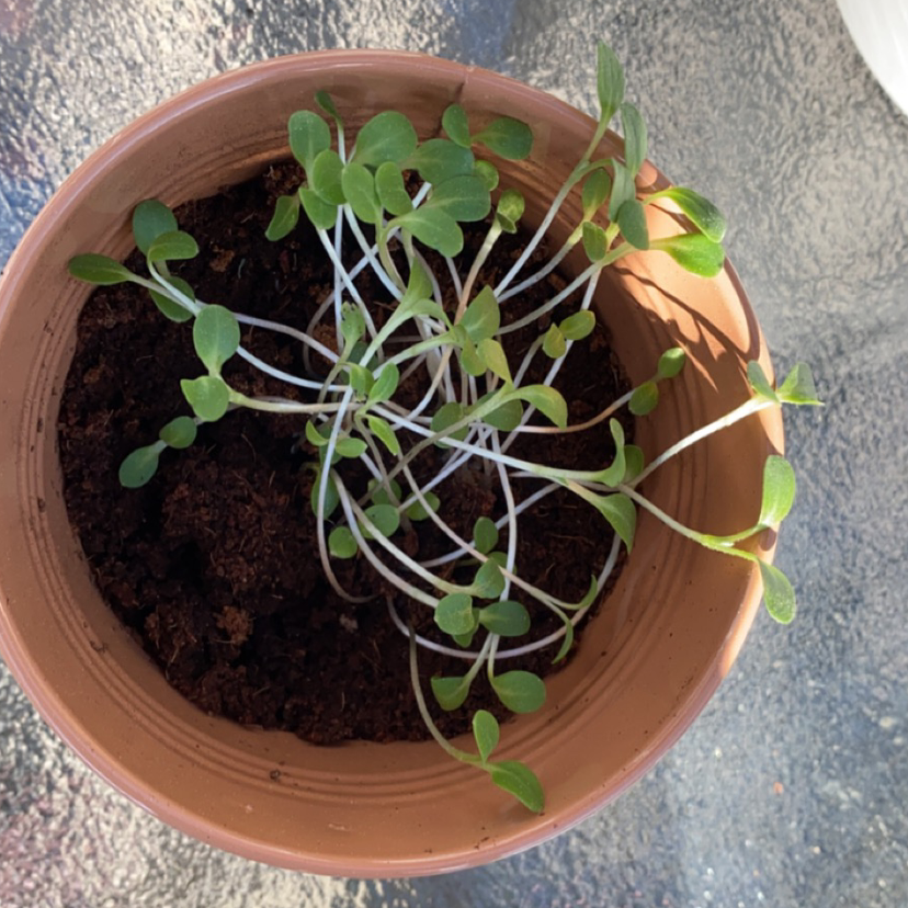 Photo of the plant species Asian Forget-Me-Not by @frankie named Keanu Leaves on Greg, the plant care app