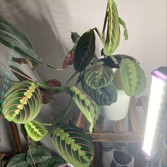 Green Prayer Plant plant in Andover, England