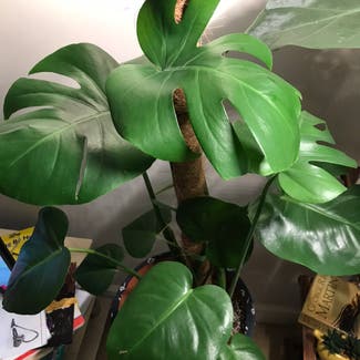 Monstera plant in Andover, England