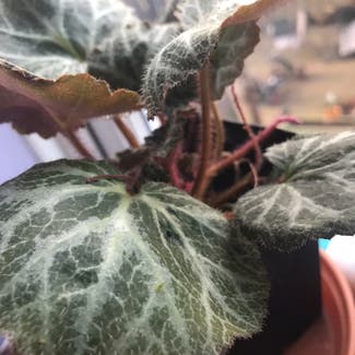 Strawberry Begonia plant in Andover, England