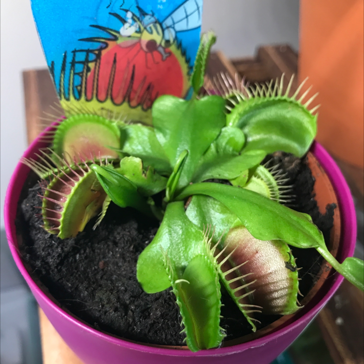 Photo of the plant species Red Piranha by @Zofia named Greedy on Greg, the plant care app
