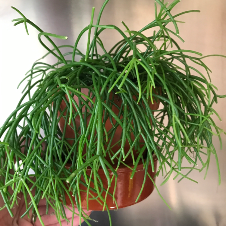 Photo of the plant species Mistletoe Cactus by @Zofia named Hairy mary on Greg, the plant care app