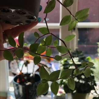 Creeping Inch Plant plant in Andover, England