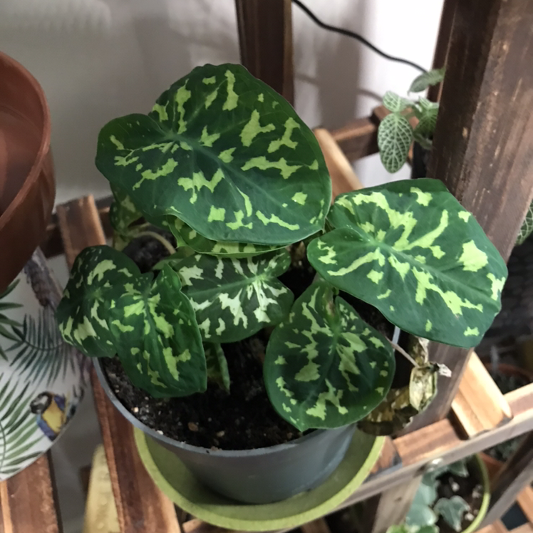 Photo of the plant species Caladium Hilo Beauty by @Zofia named Beauty on Greg, the plant care app