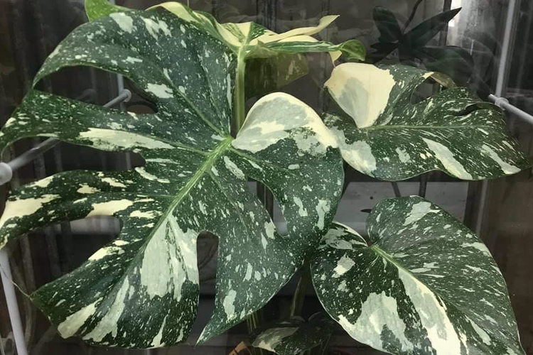 Photo of the plant species Thai Constellation Monstera by @Zofia named Vera on Greg, the plant care app