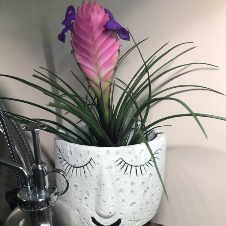 Photo of the plant species Pink Quill Plant by @Zofia named Suzzy on Greg, the plant care app