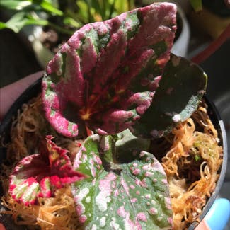 Rex Begonia plant in Andover, England