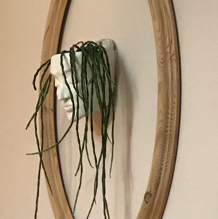 Photo of the plant species Rhipsalis paradoxa by @Zofia named Gladys on Greg, the plant care app