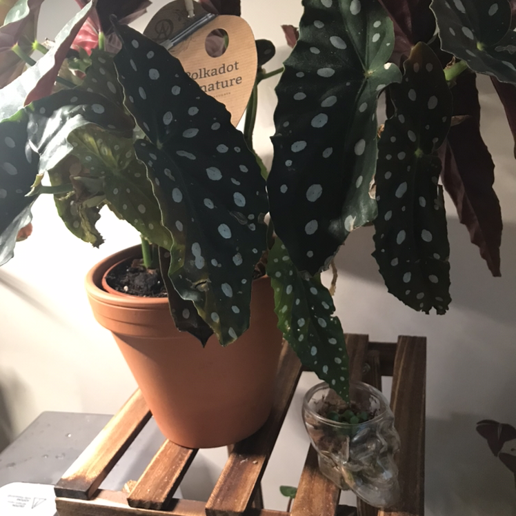 Polka Dot Begonia plant photo by @Zofia named Dotty on Greg, the plant care app.