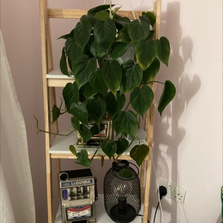 Heartleaf Philodendron plant in Andover, England