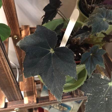 Photo of the plant species Begonia 'Black Velvet' by @Zofia named Rocky on Greg, the plant care app