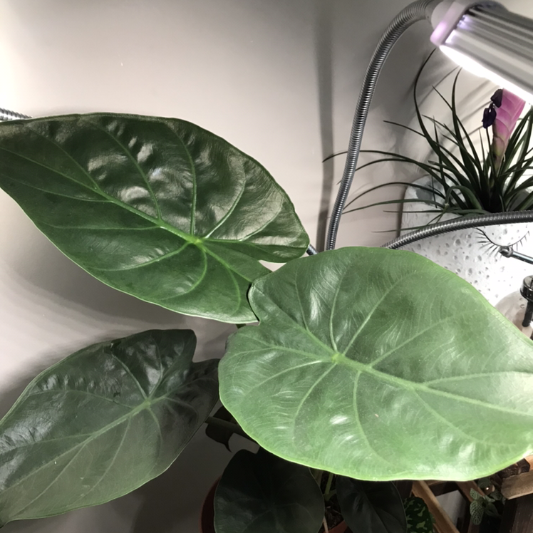 Photo of the plant species Hardy Elephant Ears by @Zofia named Veronika on Greg, the plant care app