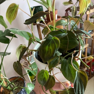 Philodendron Micans plant in Andover, England